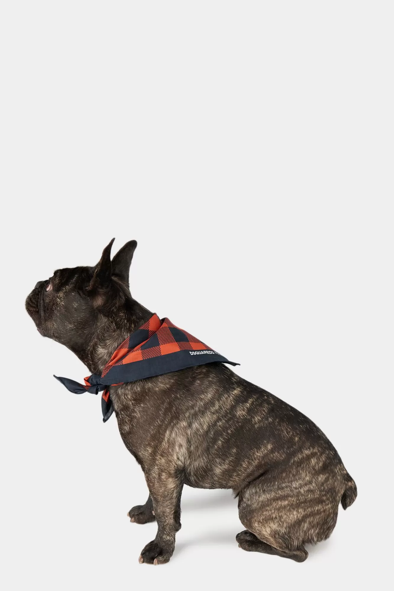 Huisdierencollectie^Dsquared2 Poldo X D2 Toronto-Bandana Zwart